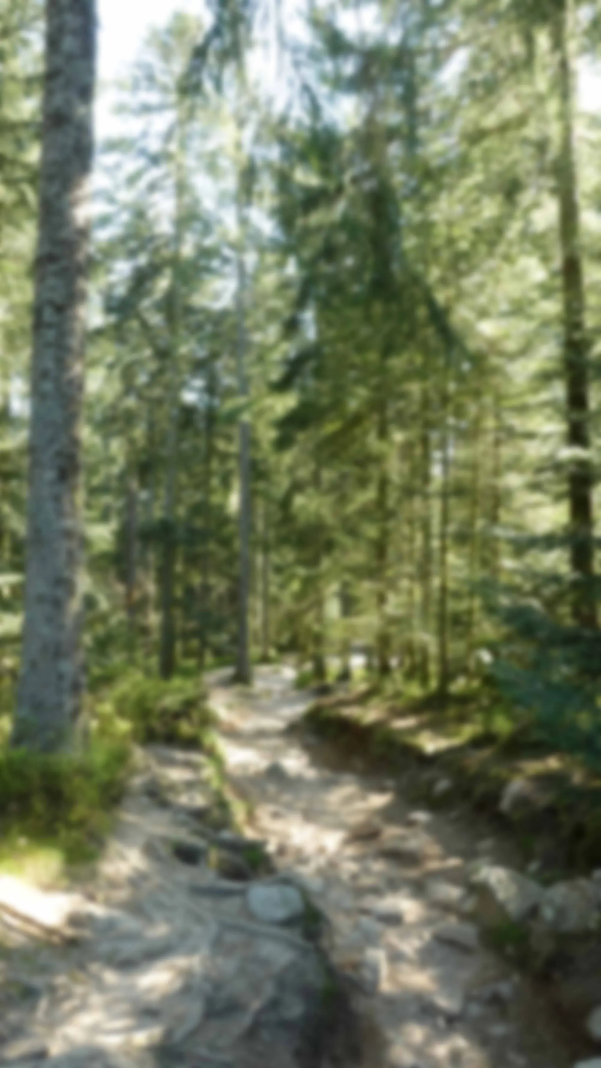 Forêt de Mérelle à Gérardmer, autour du chalet