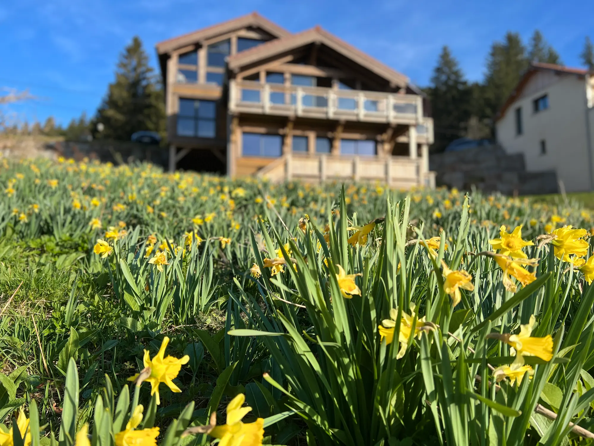 Le Flocon du Lac chalet in Gérardmer in spring, surrounded by daffodils